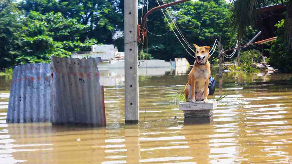 Cuidados de tu mascota en catástrofes