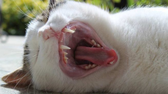 Los dientes de tu gato