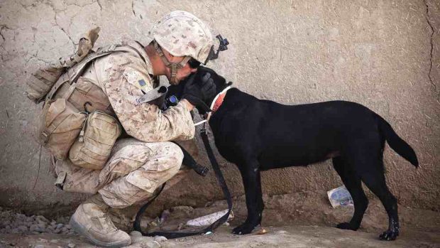 Perro con soldado