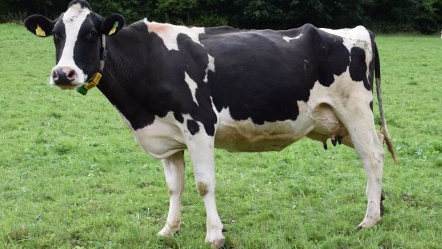 ¿Cómo criar a una vaca de leche?