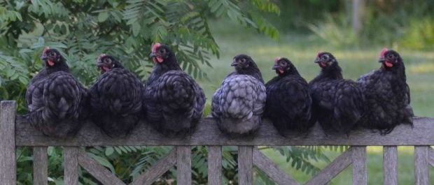 Tipos de gallinas