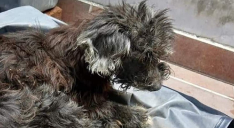 Le pegan los ojos al perro para que no les siga