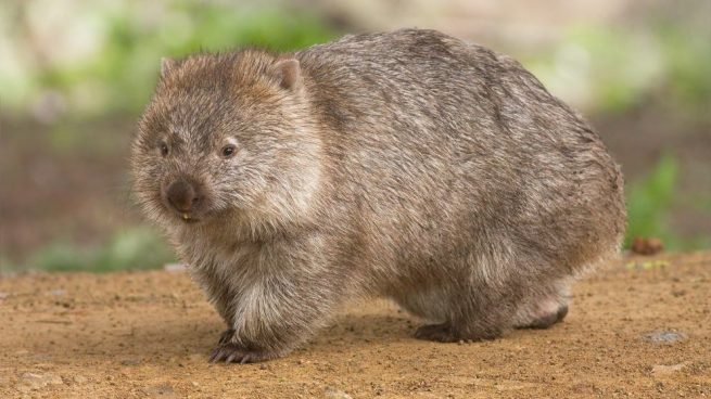 Una curiosidad del wombat es que suele hacer heces de forma cúbica o cuadrada.