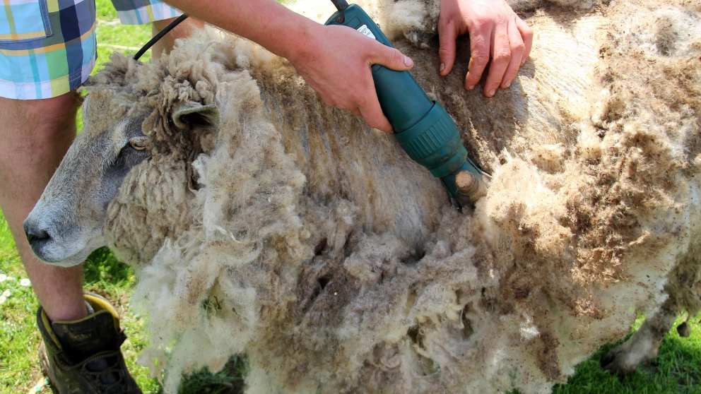 Lo que hay que saber sobre el buen esquilado de ovejas