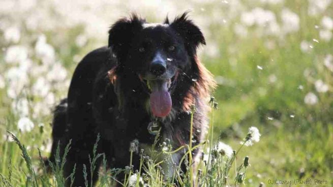 La filariosis en el perro