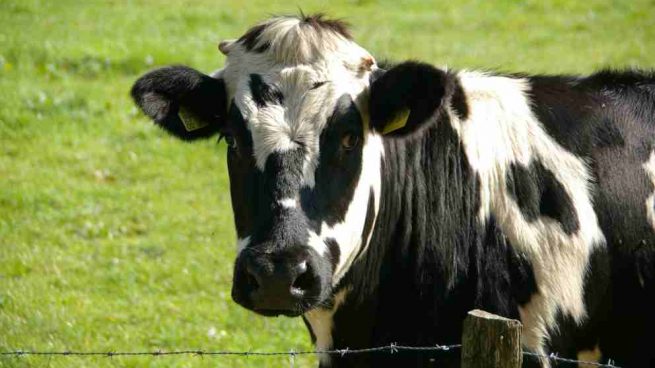 ¿Cómo criar una vaca de leche?
