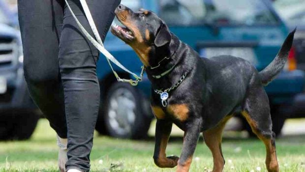 Curiosidades sobre el rottweiler