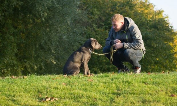 Perro depende emocionalmente de dueño