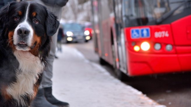 ¿Cómo viajar en autobús con tu perro?