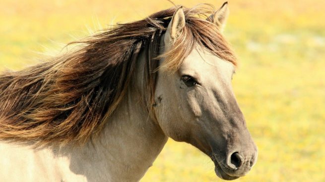 Cómo saber la edad del caballo