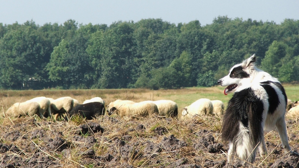 Razas de perros ideales para el pastoreo