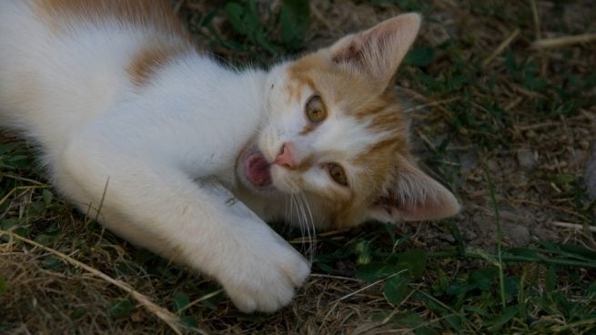 Ejercicios con el gato