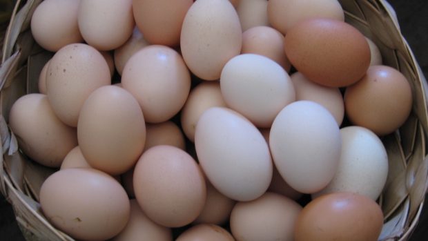 Huevos de varios colores