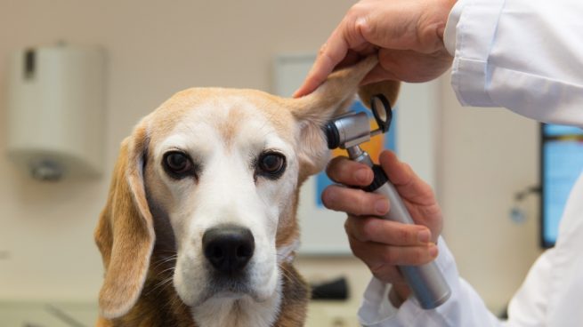 Veterinario oídos perros