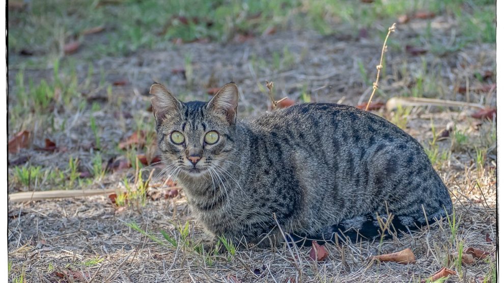 Convivencia con un gato asilvestrado