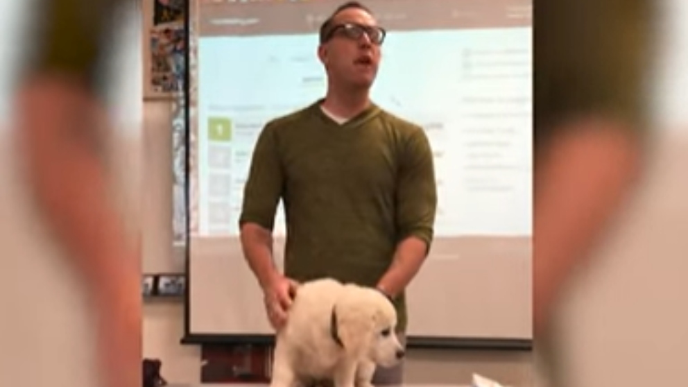 Facebook: Un profesor amenaza a sus alumnos con matar a un cachorro