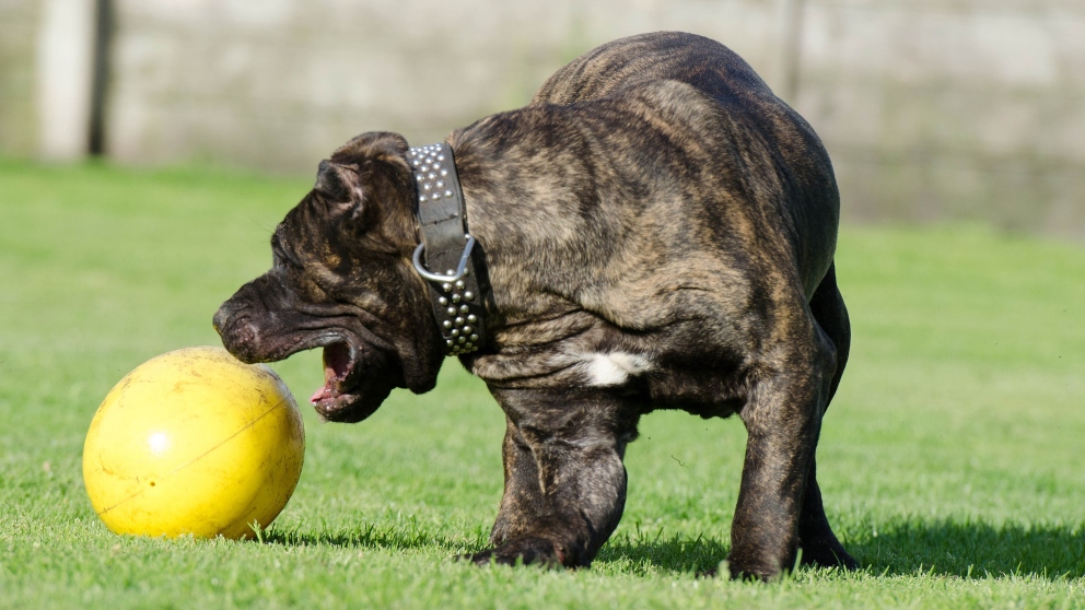 ¿Cómo mantener la salud mental de tu mascota?