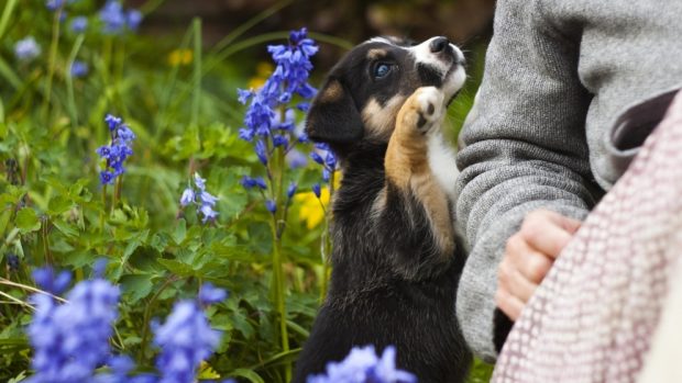 Plantas no recomendadas para cachorros de perros