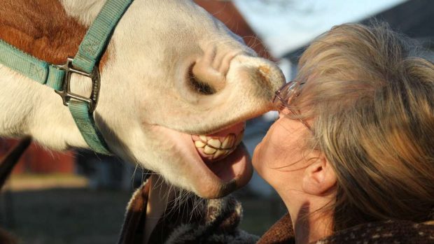 Consejos para saber la edad de los caballos