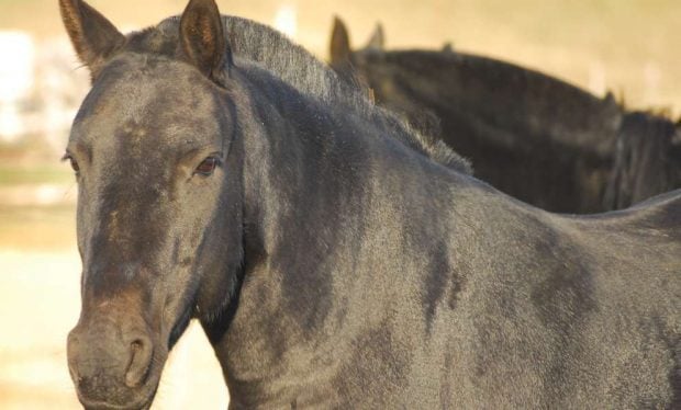 Caballos ancianos