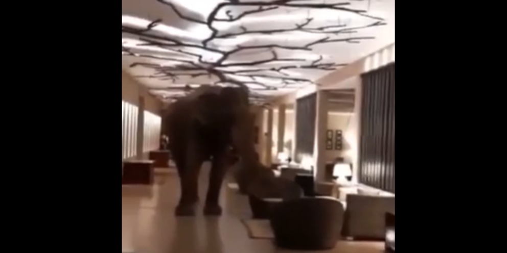 Facebook: Un elefante entra en un hotel en busca de comida