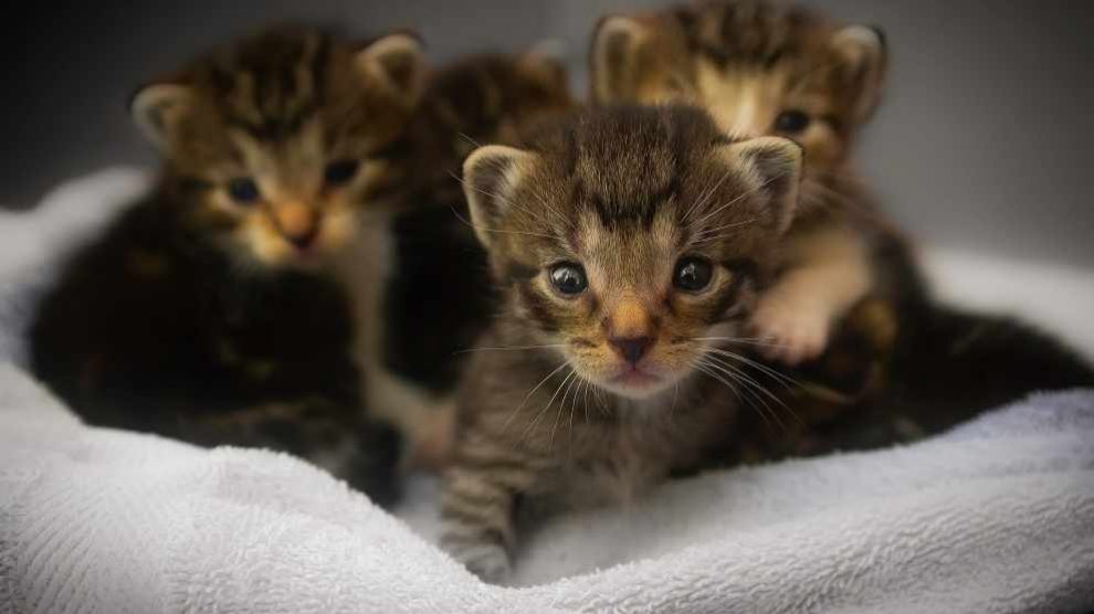La clonación de gatos