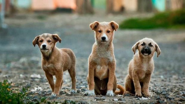 Uso de anticonceptivos con tus mascotas