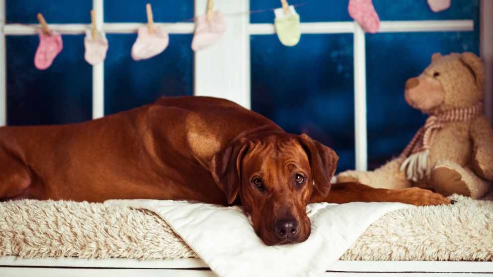 Lo que debes saber sobre el puerperio canino