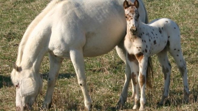 Caballos: el apalusa