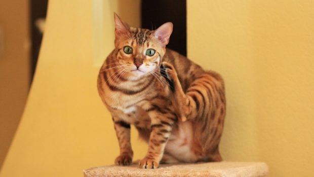 El gato bengalí