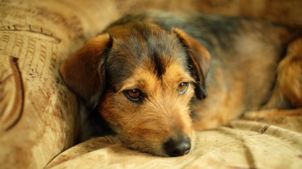¿Cómo conseguir el bienestar de tu perro?)