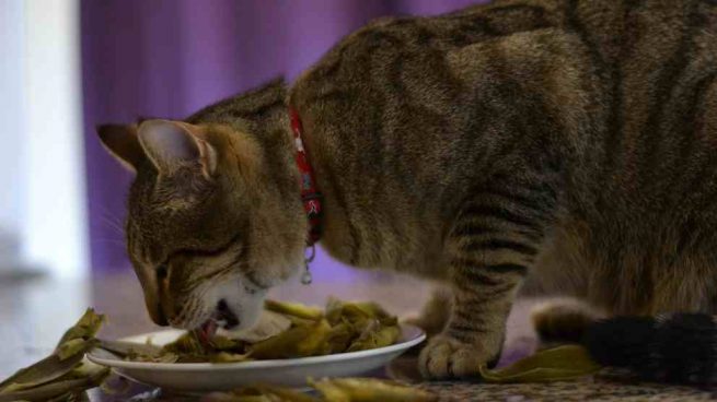 Dieta vegetariana de un gato