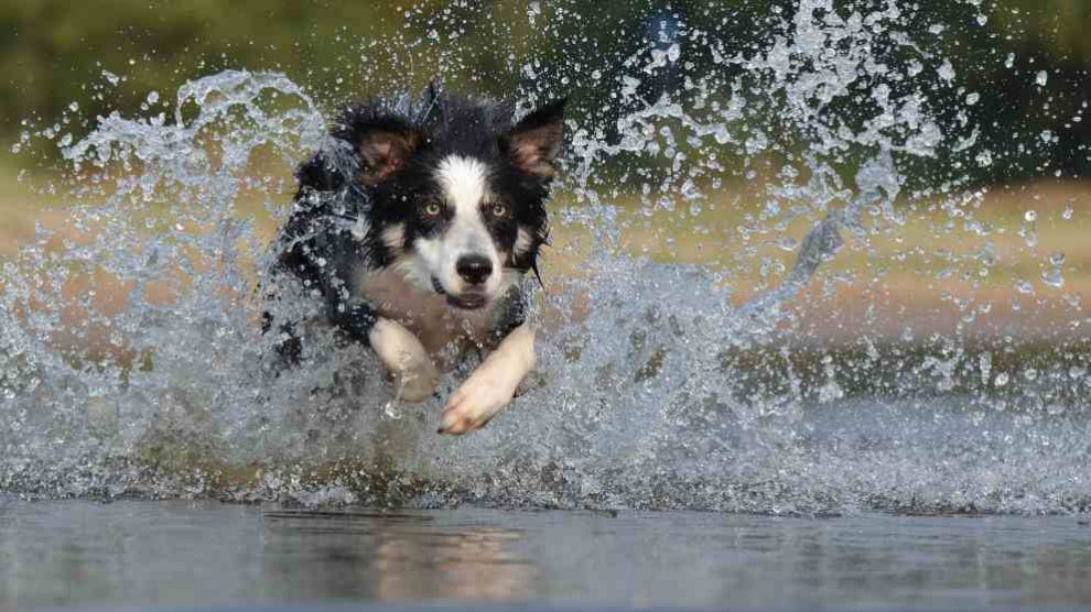 son collies y border collies lo mismo