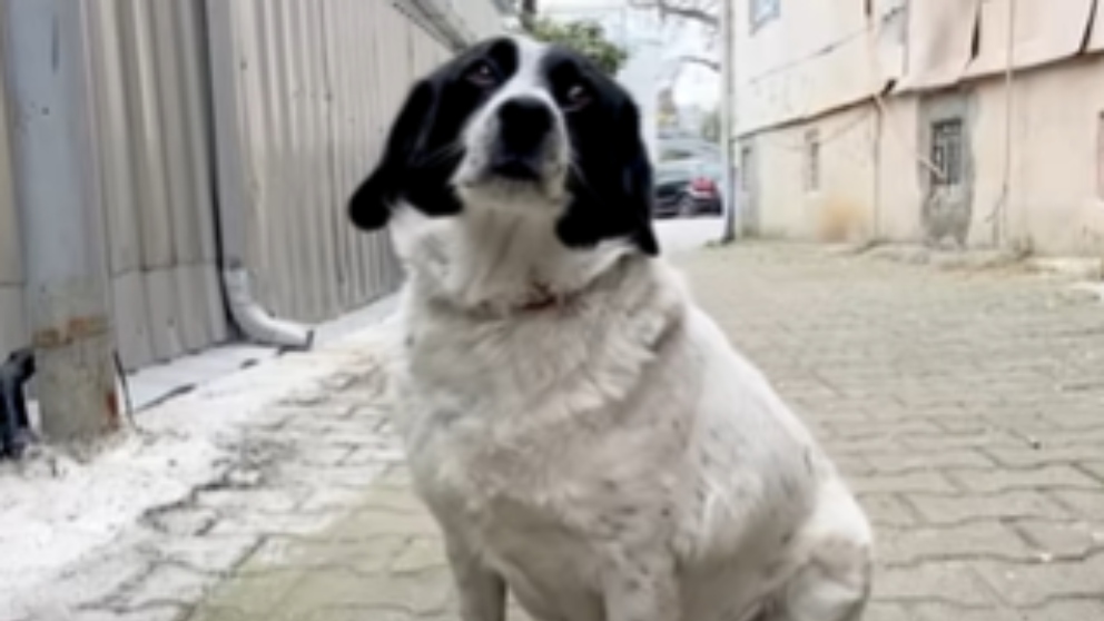 Facebook: Kupata el perro callejero que ayuda a los niños