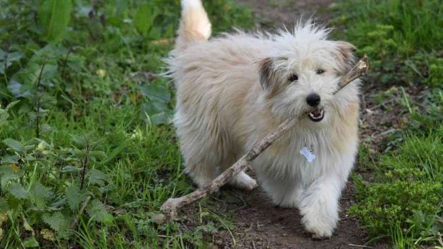 La llegada de la muda de pelo en tu perro