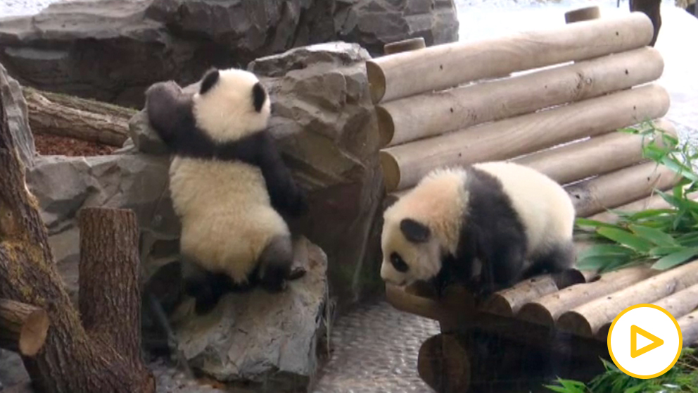 Dos nuevos pa das en el zoo de Berlín