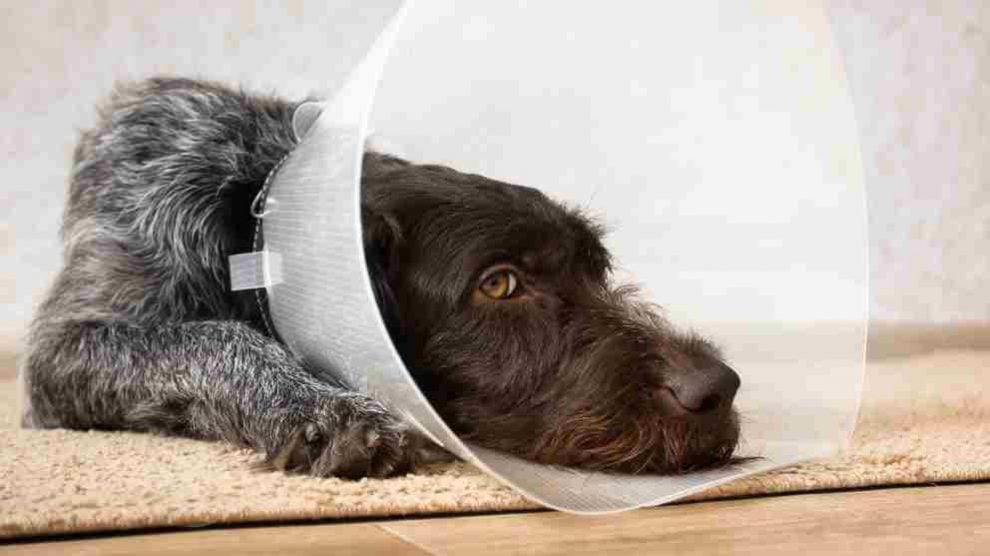 5 Consejos Para Tratar Heridas En La Cabeza En Tu Perro