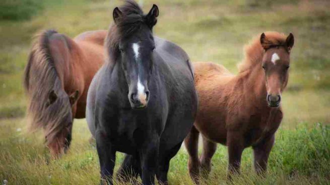 Mitos sobre los caballos