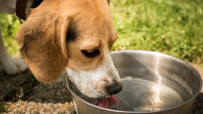 Perro bebe agua