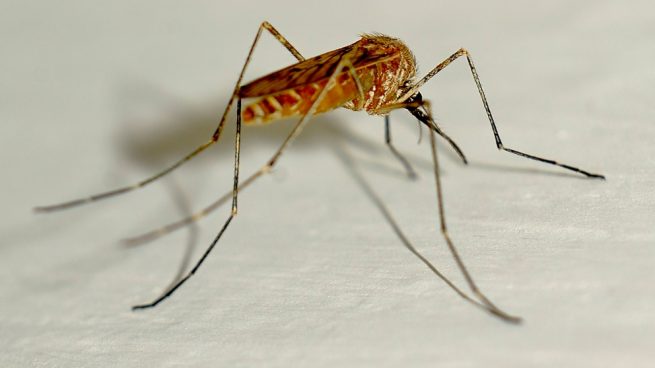 5 Tips Para Protegerte Del Mosquito Tigre