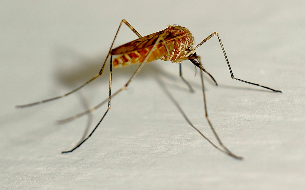 5 Tips Para Protegerte Del Mosquito Tigre