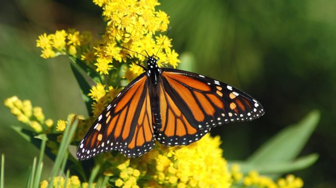 La mariposa monarca