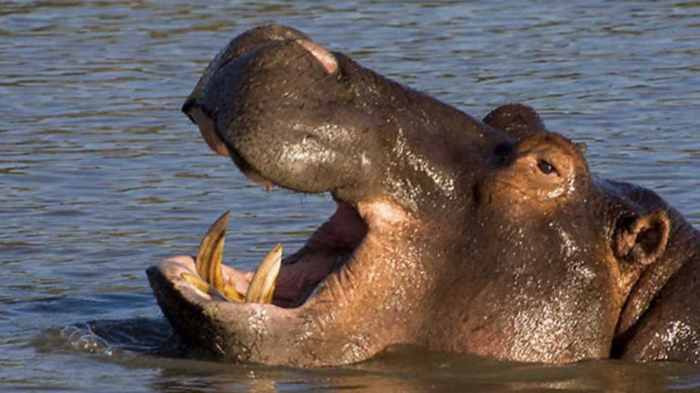 curiosidades de los hipopótamos