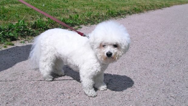 El Bich&oacute;n Fris&eacute;