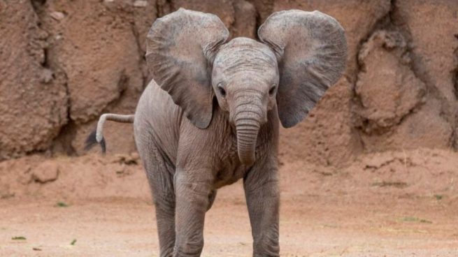 embarazo de un elefante