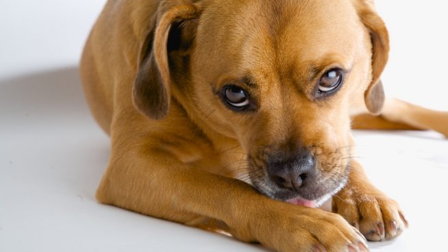 ¿Por qué se lamen los perros las heridas?