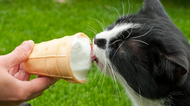El gato y los helados
