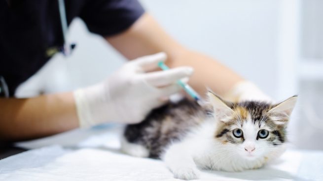 Anestesia a perros y gatos