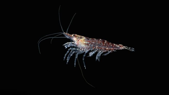 ¿Conoces el Krill antártico?