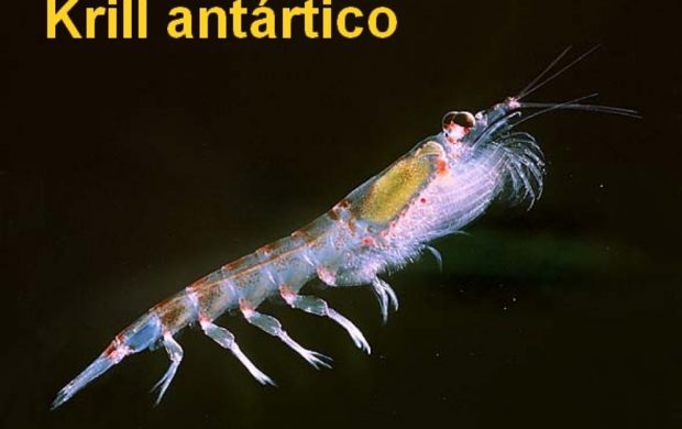 El Krill antártico 
